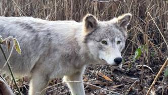 Ein Wolf durchstreift sein Revier.