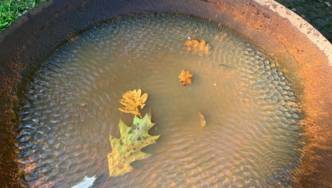 Rostige Schale mit auf Wasser schwimmenden Blättern.