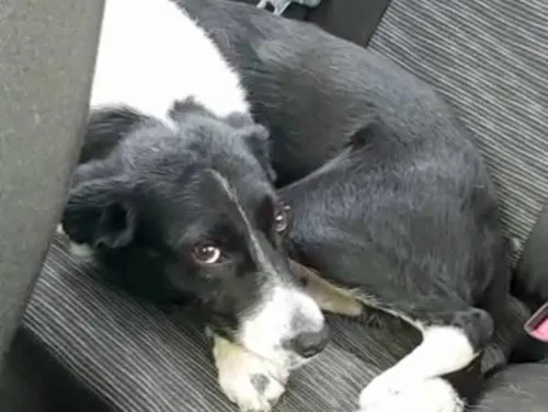 Dog in the car