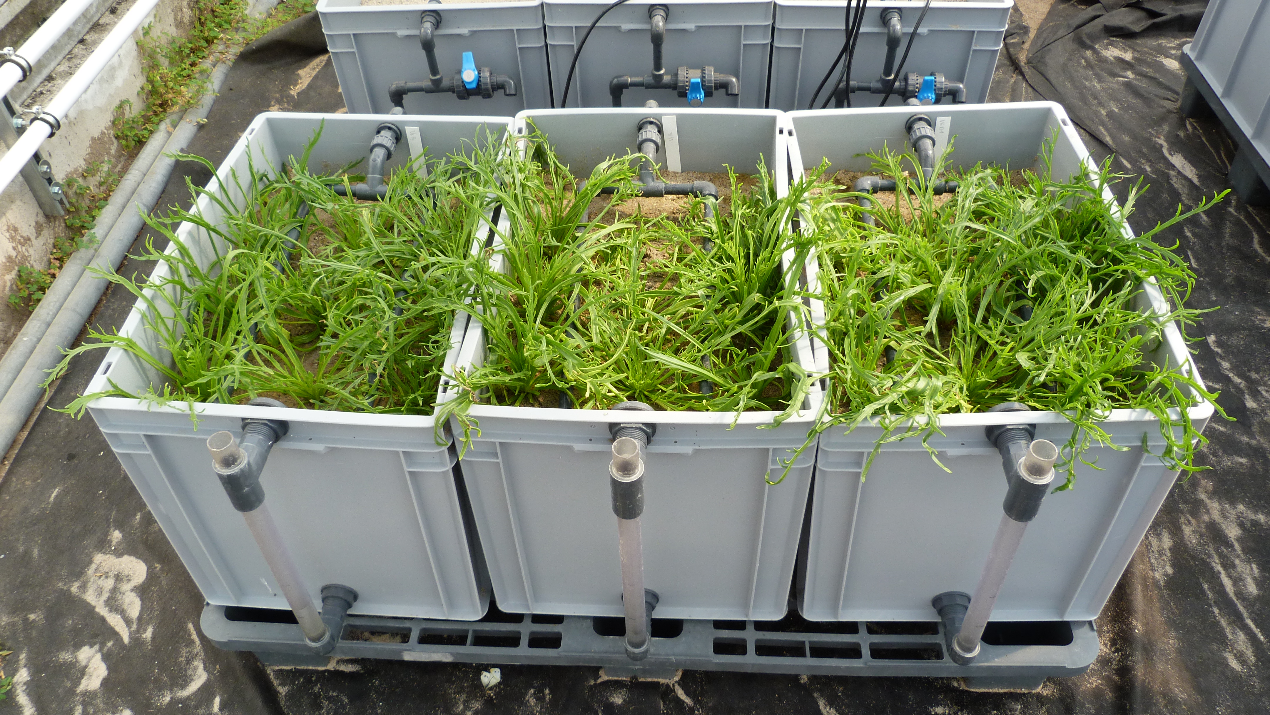Biofilter Meeresspargel