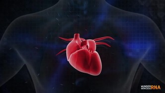 Bild RNA_Herz Bild RNA_Herz