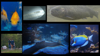 VB 2 IniWi_TiHo_Fischtierarzt00 VB 2 IniWi_TiHo_Fischtierarzt00