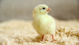 VB Dualhuhn Folge 10 VB Dualhuhn Folge 10